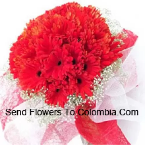 一束美丽的36朵红色非洲菊，配有季节性的填充物